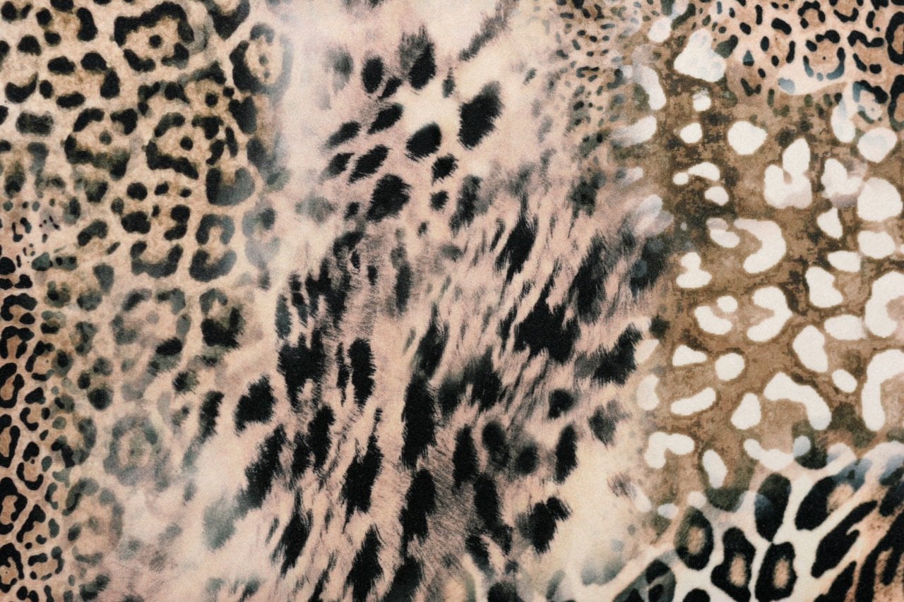 FELINO FELINO 01