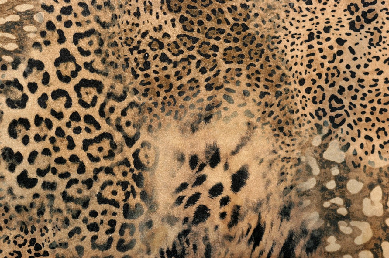 FELINO FELINO 02